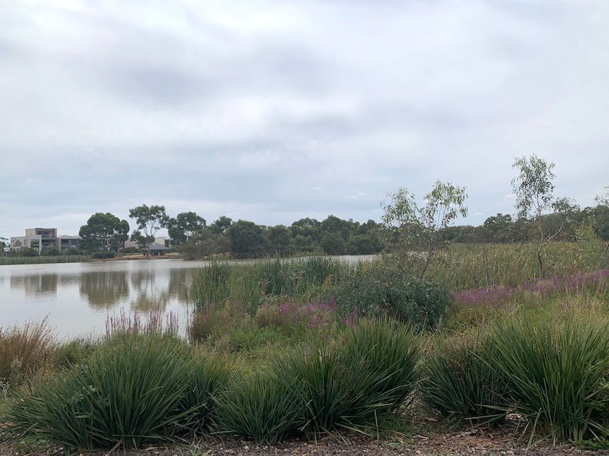 Melton Botanic Garden, a lovely picnic ground near Melbourne with lovely lake walk paths and beautiful native plants and flowers.