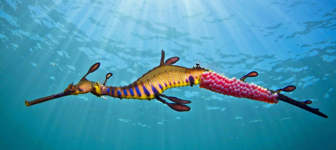 Mornington Peninsula Weedy Sea Dragons Snorkel Tour.